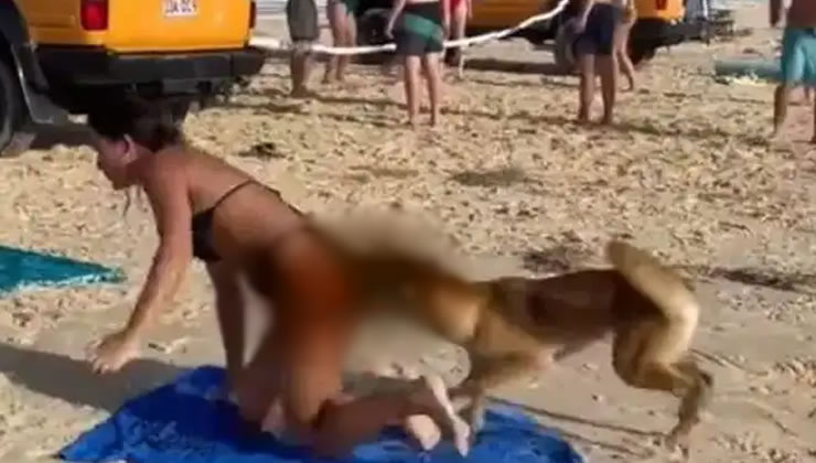Plajda başıboş köpek saldırısı!
