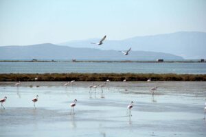 DSİ Bölge Müdürlüğü, 15 bini aşkın flamingo ve yüzlerce kuş
