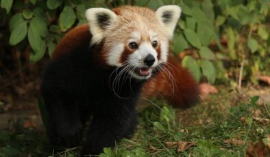 Kızıl panda yalnız kalmak için kafesinden kaçtı