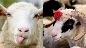 Kurban Bayramı’na kısa bir süre kaldı ve bu yıl Kurban