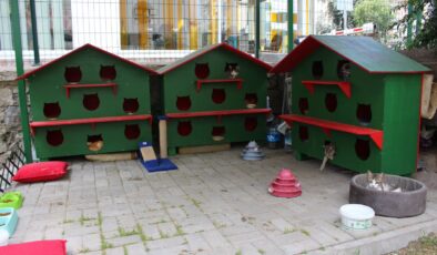 Karşıyaka Zübeyde Hanım Parkı’nın kedileri yeni evlerine kavuştu