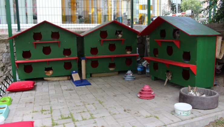 Karşıyaka Zübeyde Hanım Parkı’nın kedileri yeni evlerine kavuştu