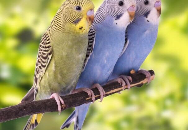 “Görülmedik Bir Keşif: Dünyanın Nadir Kuş Türleri, Doğa Tutkunlarını Heyecanlandırıyor!”