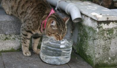 Sokak Hayvanları İçin Hayati Uyarı: Dikkat! Uzmanlardan Su Alarmı!