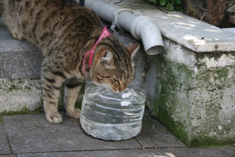 Kapı önleri ve bahçelere bırakılan sular, sivrisinekler için tehlikeli üreme