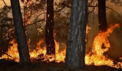 İzmir’de Orman Yangınları Devam Ediyor: Aliağa ve Menderes İlçelerinde Ekiplerin Müdahalesi Sürüyor