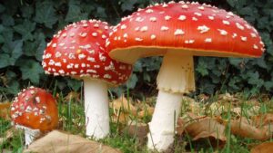 Mantarlar, doğada büyüyen ve lezzetli yemekler için kullanılan doğal bir