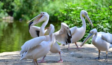 İzmir Doğal Yaşam Parkı’nda görsel şölen: Göçmen kuşları!