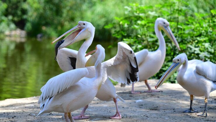 İzmir Doğal Yaşam Parkı’nda görsel şölen: Göçmen kuşları!