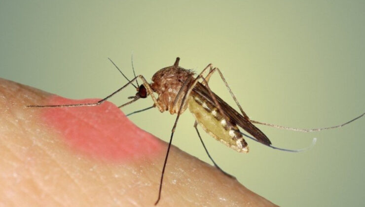 Yazın Kabus Haline Gelen Sivrisineklerden Kurtulmanın Yolu İşte Bu Kadar Basitmiş!