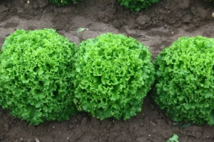 Kıvırcık salata, haziranda yüzde 62,56 zamlandı. İstanbul’da haziranda önceki aya