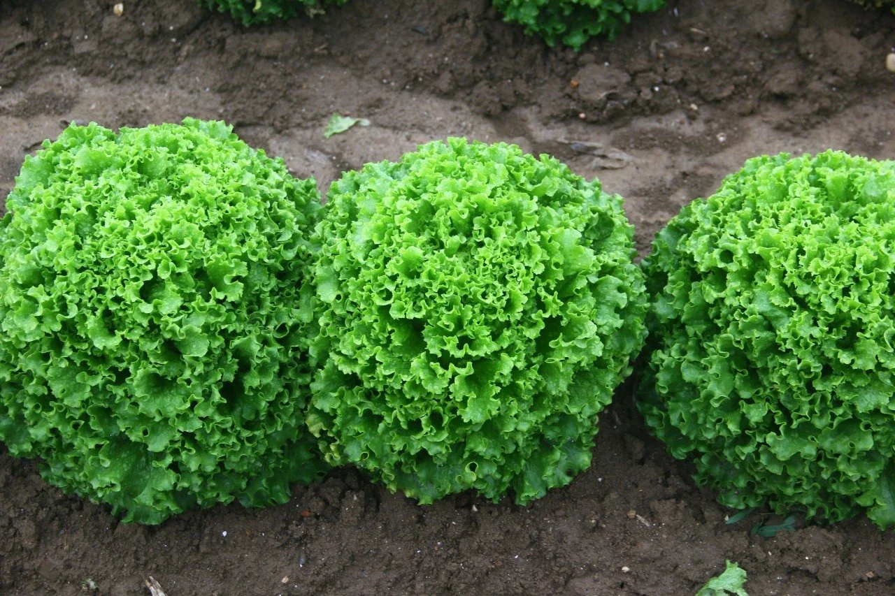 Kıvırcık salata, haziranda yüzde 62,56 zamlandı. İstanbul’da haziranda önceki aya