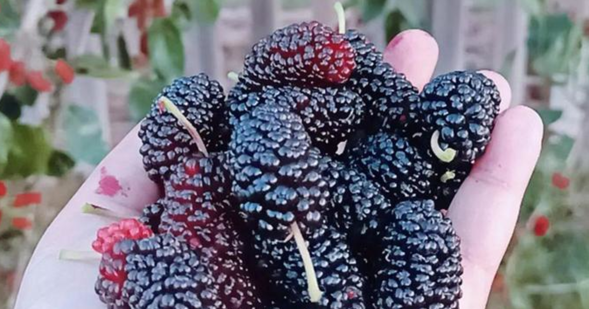 Doğu Anadolu’nun incisi Malatya, bir kez daha gastronomi dünyasının merkezine