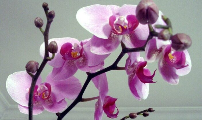 Orkide Bakımı: Evde Yetiştirilen Orkideler İçin İpuçları Ve Püf Noktaları