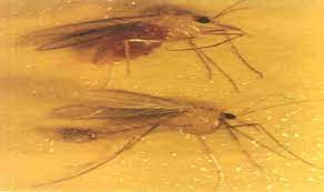 Uzmandan ‘kan emen kum sineği’ uyarısı: Sebep olduğu hastalıklar duyanları korkuttu!