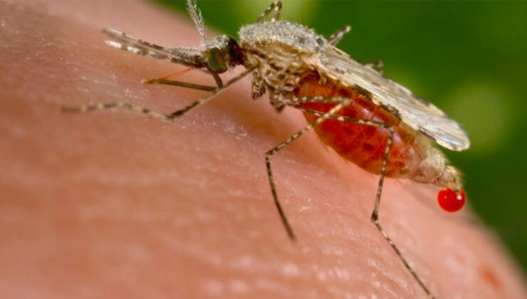 DSÖ’den sivrisineklerle bulaşan Dang Virüsü uyarısı: Dünyanın yarısı tehdit altında!