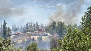Gafarlı köyü Diniker Mahallesi yakınlarındaki ormanda saat 11.00 sıralarında henüz