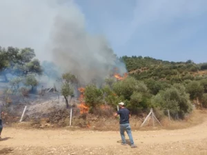 İzmir’in Ödemiş ilçesinde başlayan yangının ardından Kınık ilçesinde de ormanlık