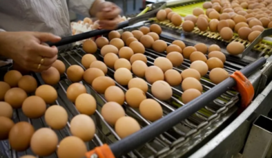 Tayvan’a ihraç edilen yumurtaların sağlığa zararlı olduğu iddiasına cevap!