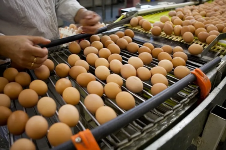 Tarım ve Orman Bakanlığı, Türkiye’den Tayvan’a ihraç edilen yumurtalarda, insan