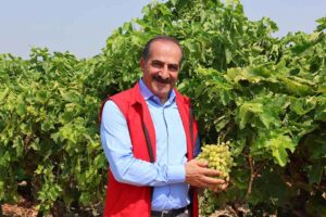 Ege’nin önde gelen tarımsal ihraç ürünlerinden Sultani cinsi sofralık çekirdeksiz