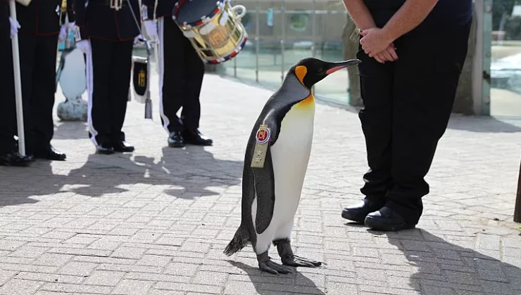 Edinburgh Hayvanat Bahçesi’nde bir penguen Norveç ordusunda tümgeneralliğe terfi etti!