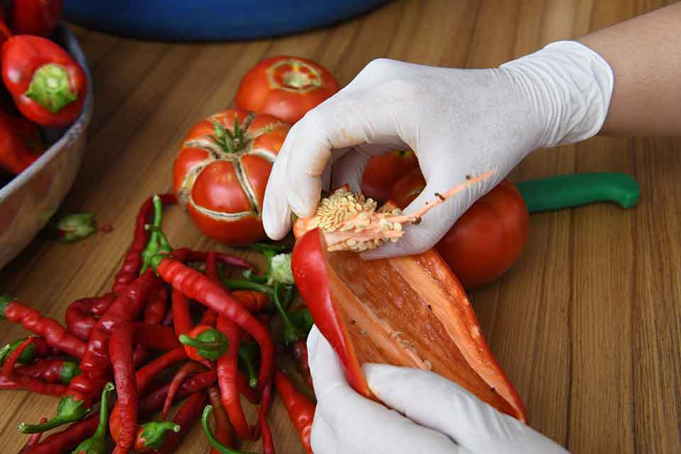 Her yıl onbinlerce atalık tohumu ücretsiz olarak vatandaşlara dağıtan Bornova