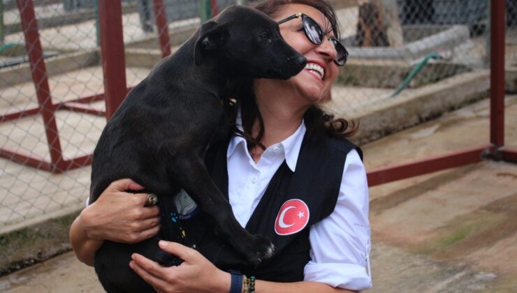 Karşıyaka Belediyesi, sokak hayvanlarının hayatlarını kolaylaştırıyor