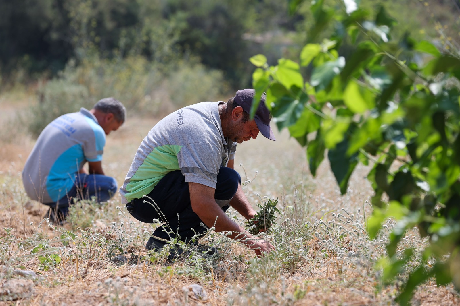 Sürdürülebilir kırsal kalkınma projesini başarıyla yürüten Buca Belediyesi, katma değeri