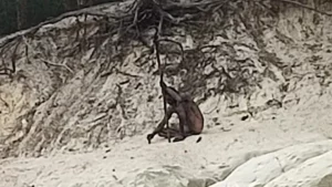 Almanya‘nın dağlık bölgelerinde dolaşan esrarengiz çıplak bir figür, yerel basını