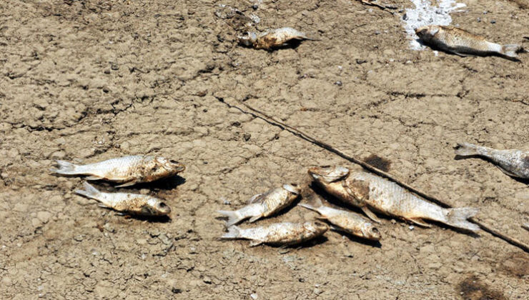 Baraj kıyısına vuran balıklar, ‘endüstriyel atık’ ve ‘oksijen yetersizliği’nden öldü