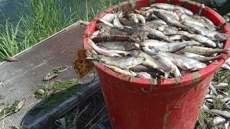 Van’ın Gürpınar ilçesinde 2 farklı alabalık tesisinde, su miktarına bağlı