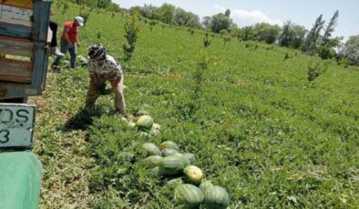 Çiftçiler kuraklıkla mücadele ediyor: Yeni yöntem ‘poşet sistemi’