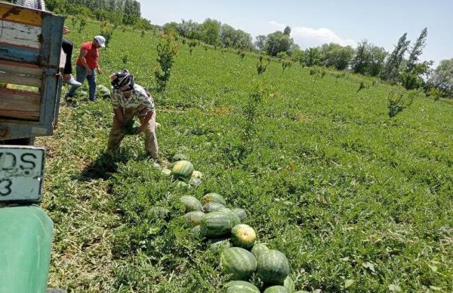 Çiftçiler kuraklıkla mücadele ediyor: Yeni yöntem ‘poşet sistemi’
