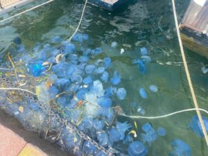 İzmir'in turistik ilçesi Foça sahillerinde ortaya çıkan koyu mavi renkli,