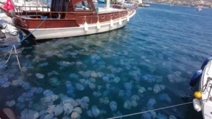İzmir'in turistik ilçesi Foça’da, bazı sahillerde görülen denizanası istilası kentte