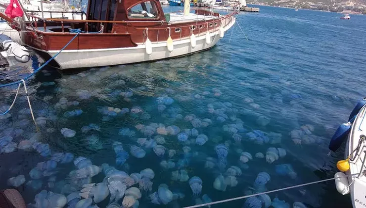 Foça’da turizmi denizanası vurdu: Plajlar boş kaldı