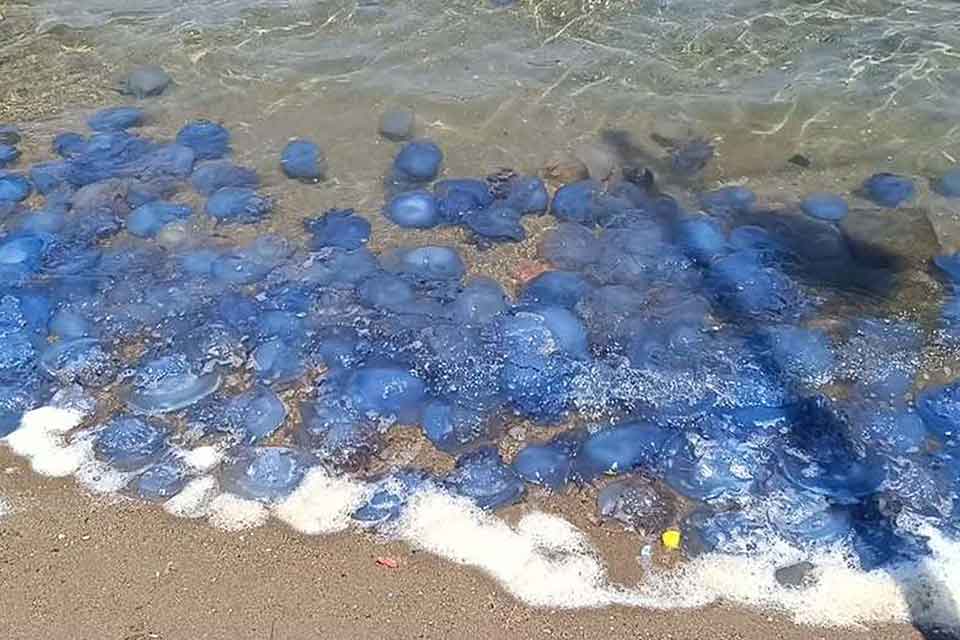 İzmir'in turistik ilçesi Foça sahillerinde büyüklü-küçüklü denizanası yoğunluğu dikkat çekti.