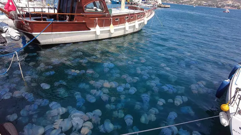 İzmir'in turistik ilçesi Foça’da, bazı sahillerde görülen denizanası istilası kentte