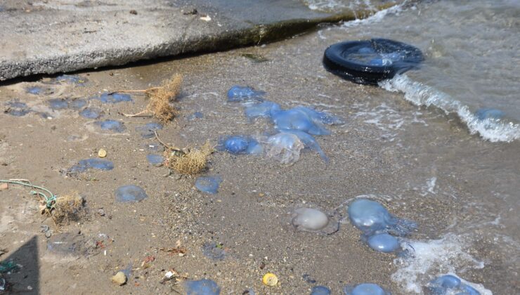 Foça’da denizanası istilası: Denizanalarının yoğun olduğu yerlerden uzak durun