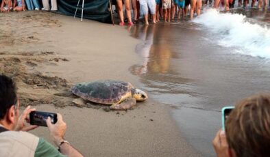 Tedavisi tamamlanan 8 deniz kaplumbağası denize kavuştu