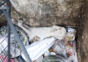 Denizli’nin Merkezefendi ilçesinde, çöp konteynerinde 2 yavru sokak kedisi ölü olarak