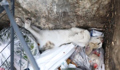 Denizli’de caniler yavru kedileri öldürüp çöp kutusuna attı: Hayvanseverlerden tepki