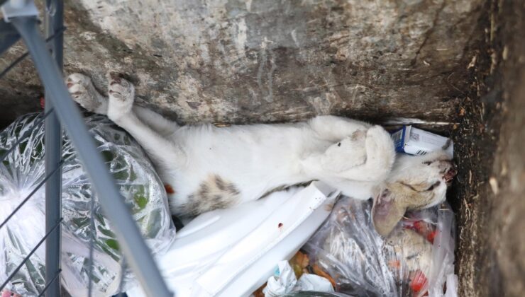 Denizli’de caniler yavru kedileri öldürüp çöp kutusuna attı: Hayvanseverlerden tepki