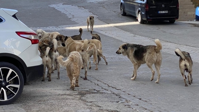 Sokak köpekleri saldırdı: Mağdur avukata 15 bin lira manevi tazminat