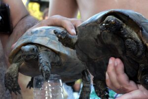 Muğla Bodrum'da çıkan yangından etkilenen 7 kaplumbağa, veteriner işleri müdürlüğü