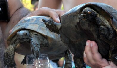 Yangından kurtarılan kaplumbağalar tedaviye alındı