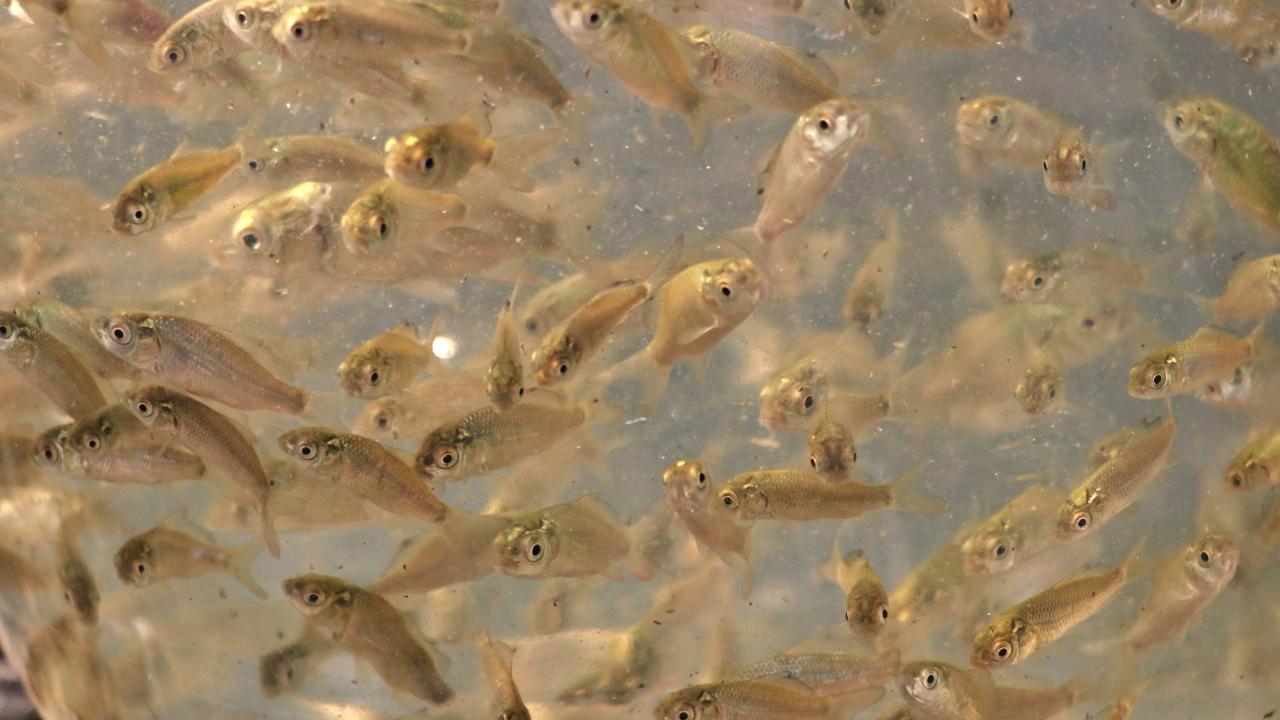 Tarım ve Orman Bakanlığı, 'Su Kaynaklarının Balıklandırılması Projesi' kapsamında cumhuriyetin