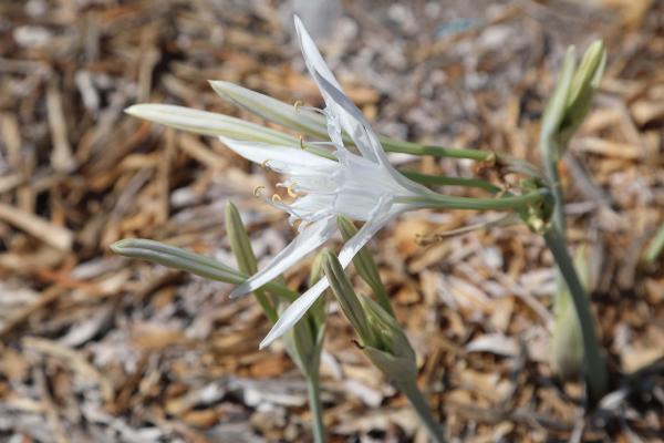 Bodrum Belediyesi tarafından düzenlenen etkinliğe Bodrum Belediyesi Destek Hizmetleri ile