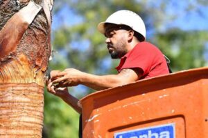 İzmir Büyükşehir Belediyesi, palmiyeleri içten içe yok eden kırmızı palmiye